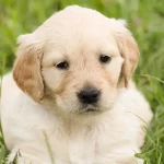 6-week-old-golden-retriever-puppy