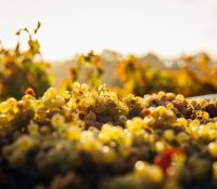 Bourgogne, Bordeaux – On the Road to Great Terroirs