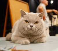 Monaco International Cat Show
