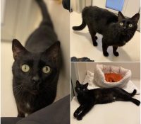 𝐎𝐒𝐂𝐀𝐑 is up for adoption 🩵

Age: 5 years old, born..