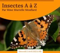 “Insects from A to Z” — Talk by Murielle Mouflard