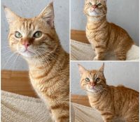 𝐉𝐄𝐑𝐑𝐘 est à l’adoption 🩵

Âge : 8 ans, né le 14.01..