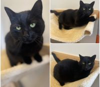 𝐑𝐀𝐕𝐄𝐍 is up for adoption 💗

Age: 2 years old, born..