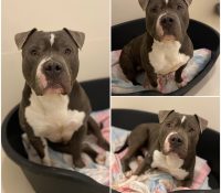 𝐑𝐄𝐈𝐊𝐎 is up for adoption 🩵

Age: 4 years old, born..