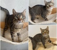 𝐖𝐀𝐈𝐊𝐈𝐊𝐈 is up for adoption 💗

Age: 4 years old, bo..