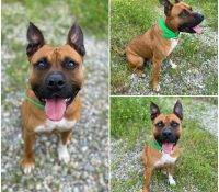 𝐃𝐄𝐌𝐎𝐍 is up for adoption 🩵

Age: 4 years old, born..