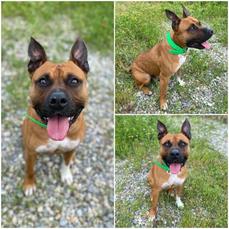 𝐃𝐄𝐌𝐎𝐍 is up for adoption 🩵

Age: 4 years old, born..