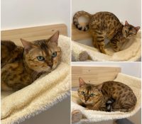 𝐉𝐀𝐃𝐄 is up for adoption 💗Age: 5 years old, born ..