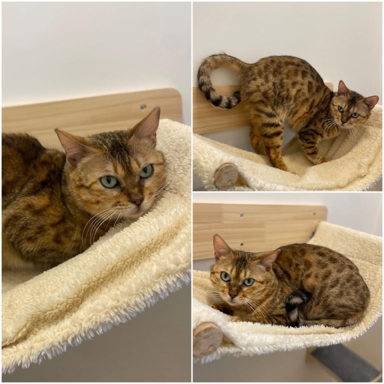 𝐉𝐀𝐃𝐄 is up for adoption 💗Age: 5 years old, born ..