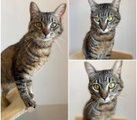 𝐉𝐈𝐌𝐈𝐍𝐈 is up for adoption 🩵

Age: 1 year old, born..