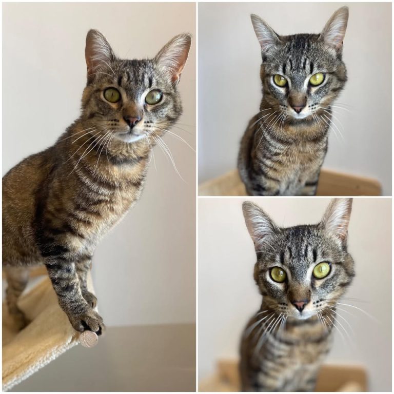 𝐉𝐈𝐌𝐈𝐍𝐈 is up for adoption 🩵

Age: 1 year old, born..