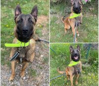 𝐉𝐔𝐍𝐈𝐎𝐑 is up for adoption 🩵

Age: 10 months, born ..
