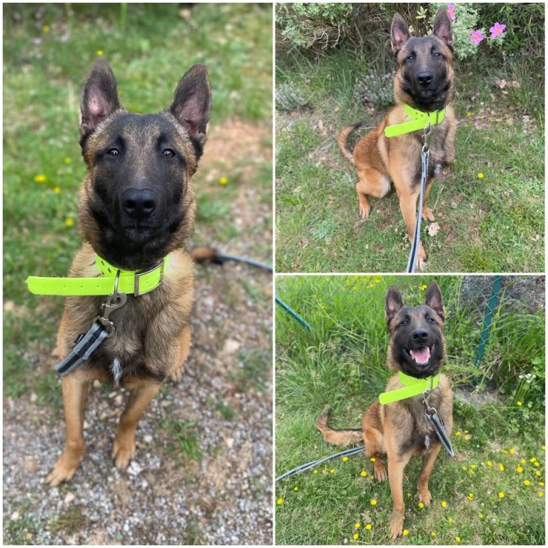 𝐉𝐔𝐍𝐈𝐎𝐑 is up for adoption 🩵

Age: 10 months, born ..