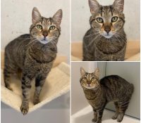 𝐓𝐈𝐆𝐑𝐎𝐔 is up for adoption 🩵Age: 3 years old, bor..