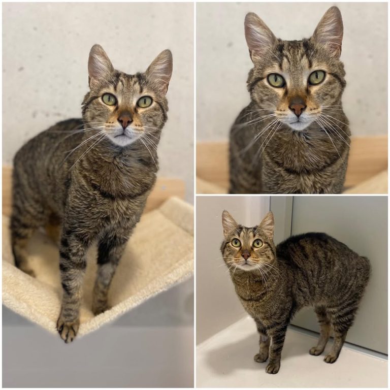𝐓𝐈𝐆𝐑𝐎𝐔 is up for adoption 🩵Age: 3 years old, bor..