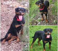 𝐕𝐄𝐆𝐀 is up for adoption 💗

Age: 1 year old, born o..