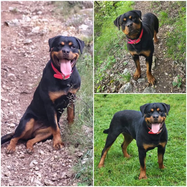 𝐕𝐄𝐆𝐀 is up for adoption 💗

Age: 1 year old, born o..