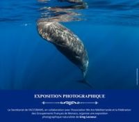 Méditerranée Sauvage: Cetaceans in Images, Conservation in Action