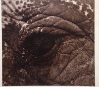 FOR SALE – “Elephant Eye” by Michel Comte

Price: ..