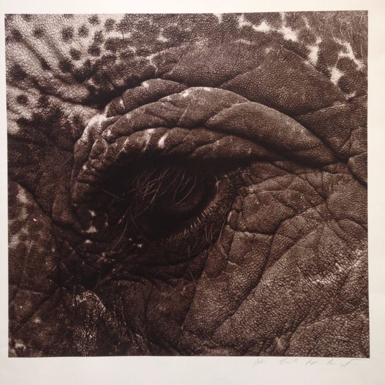 FOR SALE – “Elephant Eye” by Michel Comte

Price: ..