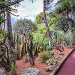 Monaco-jardinmartin-cactus-L