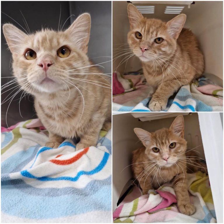 𝐂𝐇𝐀𝐑𝐋𝐈𝐄 est à l’adoption 🩵

Âge : 1 an, né le 15.0..