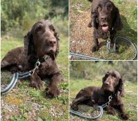 𝐏𝐎𝐊𝐄𝐑 est à l’adoption 🩵

Âge : 6 ans, né le 25.02..