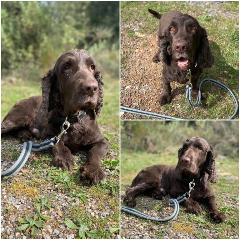 𝐏𝐎𝐊𝐄𝐑 est à l’adoption 🩵

Âge : 6 ans, né le 25.02..