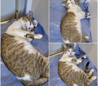 𝐑𝐎𝐂𝐊𝐘 est à l’adoption 🩵

Âge : 2 ans, né le 01.01..