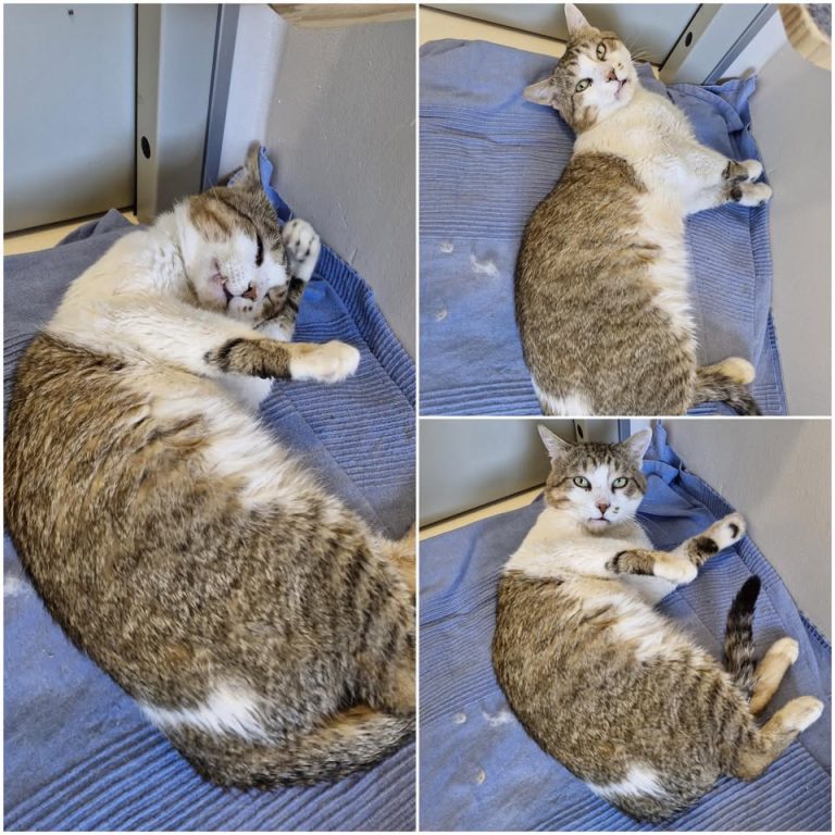 𝐑𝐎𝐂𝐊𝐘 est à l’adoption 🩵

Âge : 2 ans, né le 01.01..