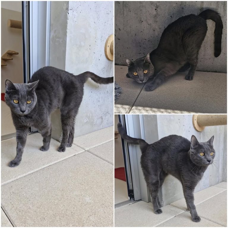 𝐒𝐏𝐎𝐓𝐘 est à l’adoption 🩵

Âge : 4 ans, né le 10.04..
