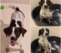 𝐒𝐔𝐌𝐌𝐄𝐑 est à l’adoption 💗

Âge : 4 ans, née le 13...