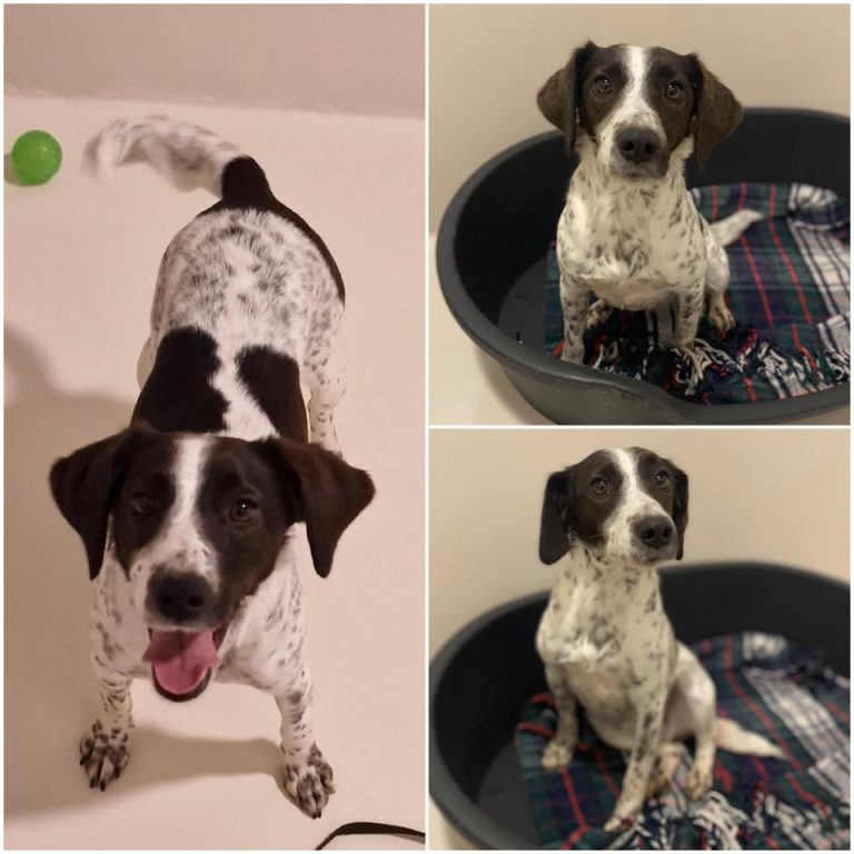 𝐒𝐔𝐌𝐌𝐄𝐑 est à l’adoption 💗

Âge : 4 ans, née le 13…