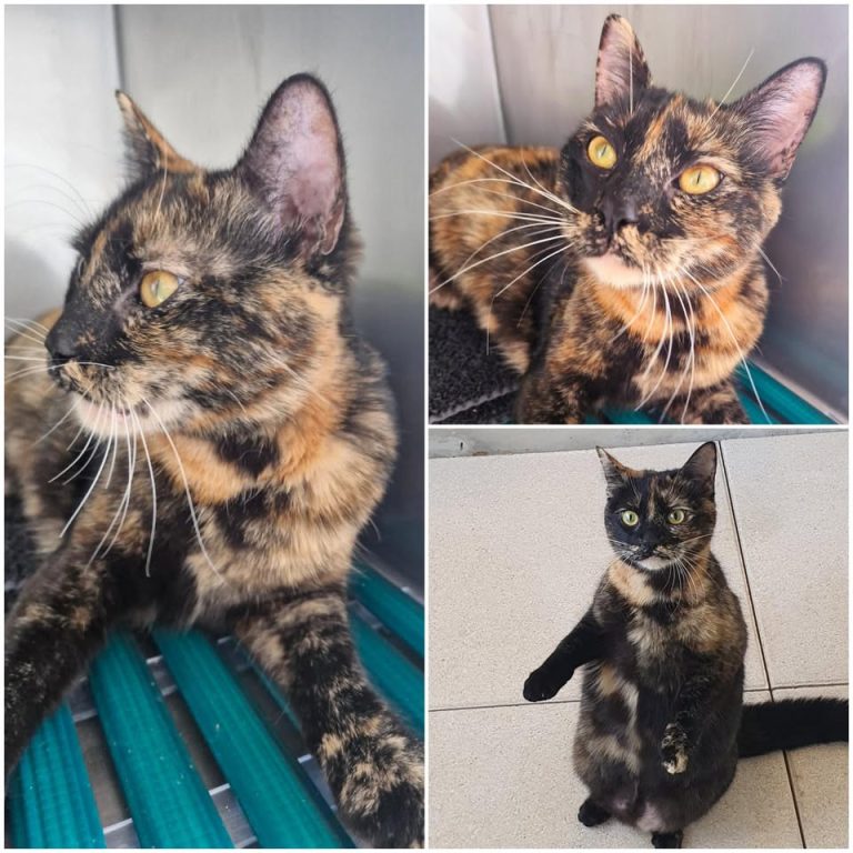 𝐒𝐔𝐍𝐍𝐘 est à l’adoption 💗

Âge : 3 ans, née le 15.0..
