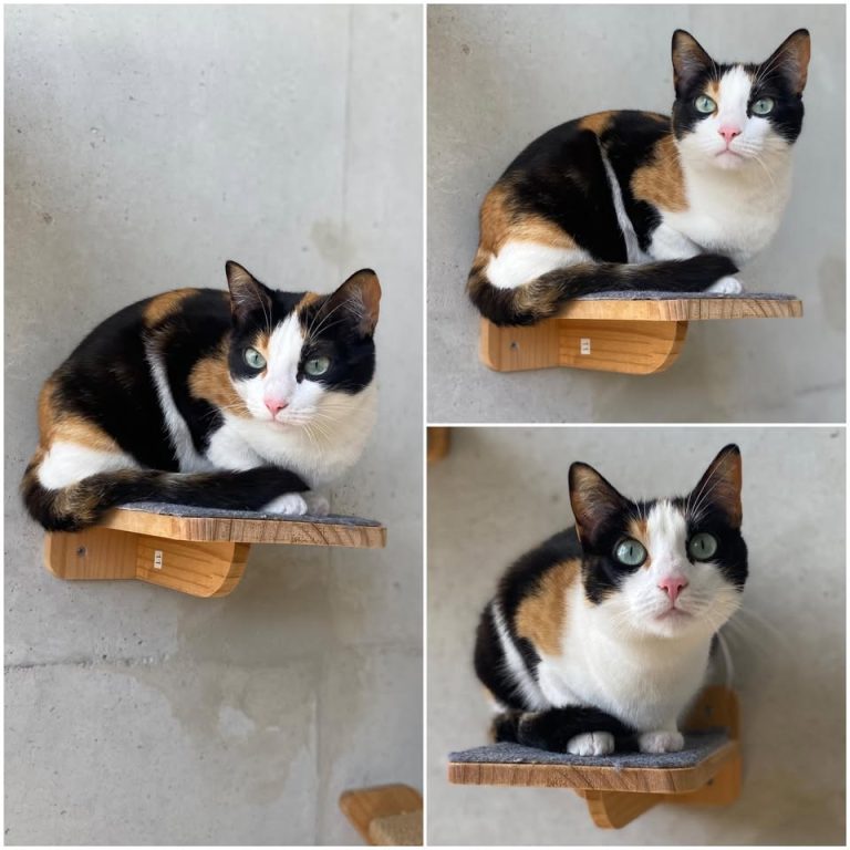 𝐓𝐀𝐋𝐈𝐀 est à l’adoption 💗

Âge : 3 ans, née le 01.0..
