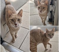 𝐓𝐈𝐆𝐑𝐎𝐔𝐗 est à l’adoption 🩵

Âge : 7 ans, né le 01...