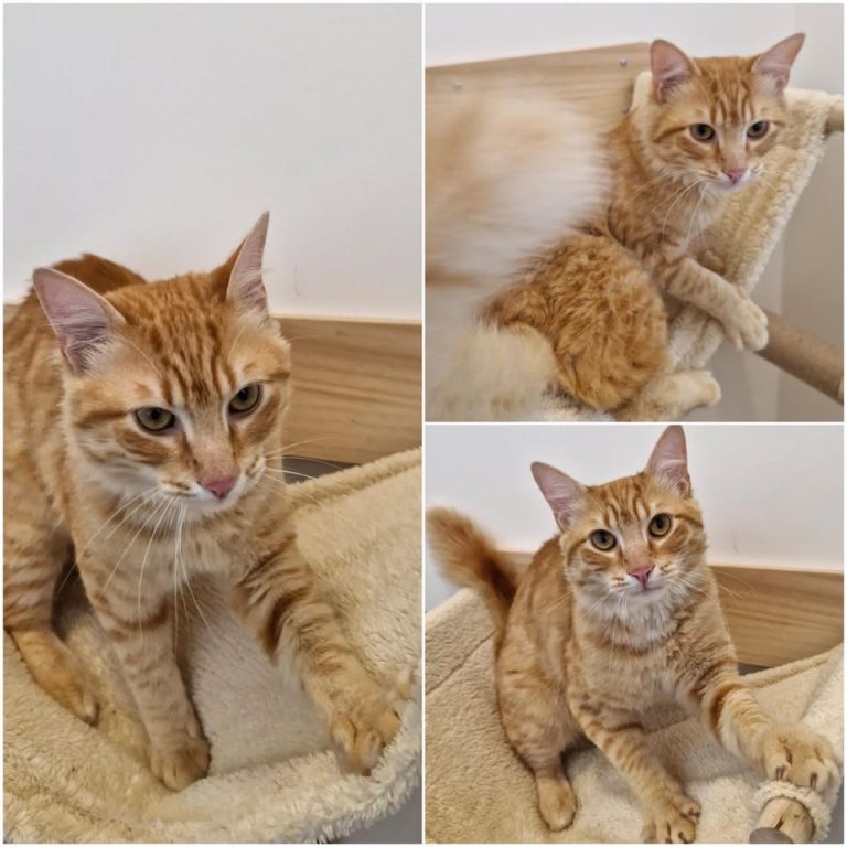𝐓𝐎𝐀𝐃 est à l’adoption 🩵

Âge : 11 mois, né le 01.0..