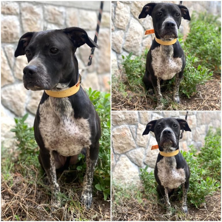 𝐁𝐄𝐋𝐋𝐀 est à l’adoption 💗

Âge : 3 ans, née le 03.1..