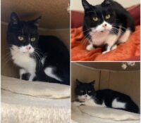 𝐂𝐀𝐌𝐈𝐋𝐋𝐄 est à l’adoption 💗

Âge : 14 ans, née le 0..