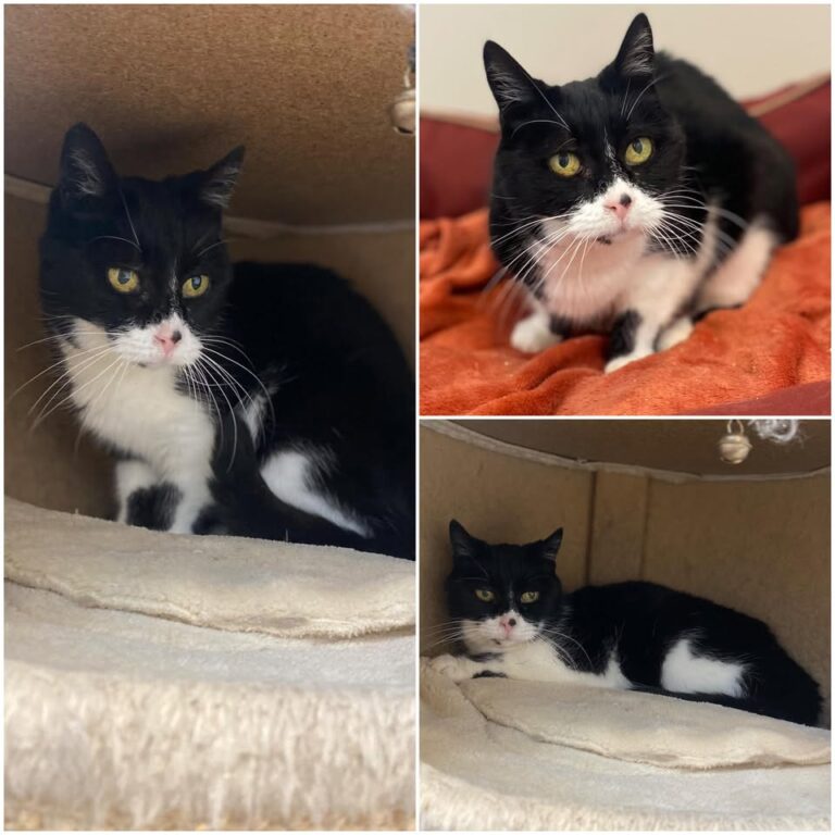 𝐂𝐀𝐌𝐈𝐋𝐋𝐄 est à l’adoption 💗

Âge : 14 ans, née le 0..