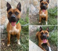 𝐃𝐄𝐌𝐎𝐍 est à l’adoption 🩵

Âge : 4 ans, né le 23.03..