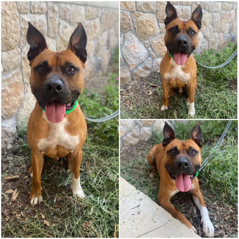 𝐃𝐄𝐌𝐎𝐍 est à l’adoption 🩵

Âge : 4 ans, né le 23.03..