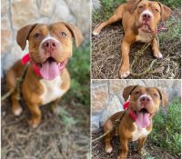 𝐄𝐂𝐇𝐎 est à l’adoption 💗

Âge : 10 mois, née le 01...