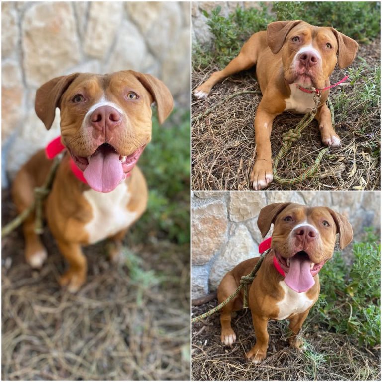 𝐄𝐂𝐇𝐎 est à l’adoption 💗

Âge : 10 mois, née le 01…