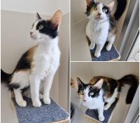 𝐅𝐔𝐊𝐔 est à l’adoption 💗

Âge : 7 mois, née le 15.1..