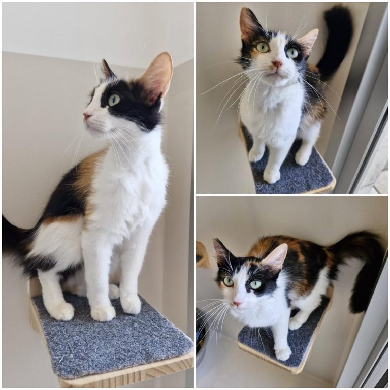 𝐅𝐔𝐊𝐔 est à l’adoption 💗

Âge : 7 mois, née le 15.1..
