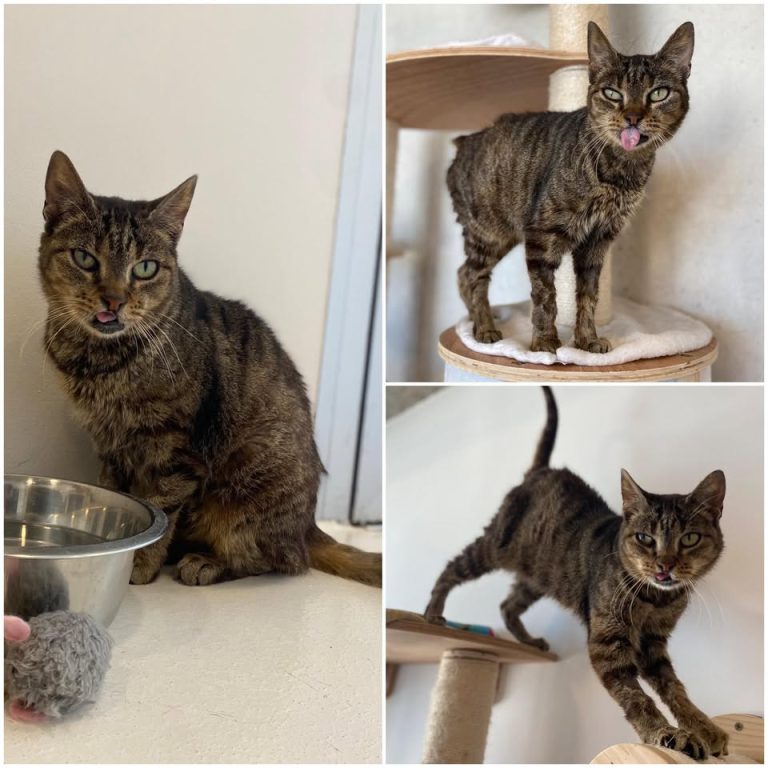 𝐌𝐎𝐂𝐇𝐈 est à l’adoption 💗

Âge : 7 ans, née le 01.0..