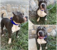 𝐑𝐄𝐈𝐊𝐎 is up for adoption 🩵

Age: 4 years old, born..