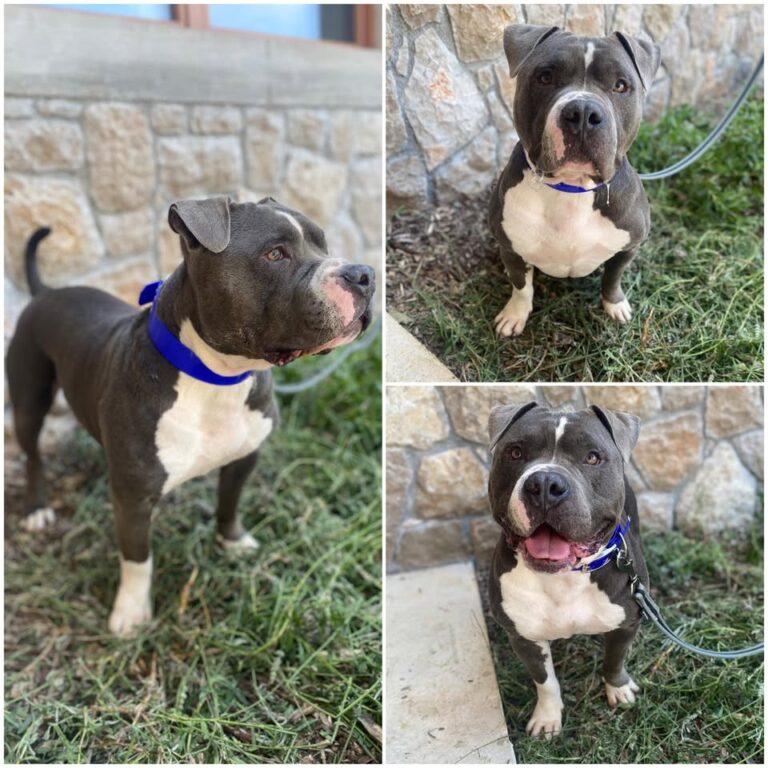 𝐑𝐄𝐈𝐊𝐎 is up for adoption 🩵

Age: 4 years old, born..