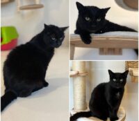 𝐒𝐄𝐑𝐄𝐍𝐀 est à l’adoption 💗

Âge : 16 ans, née le 01..